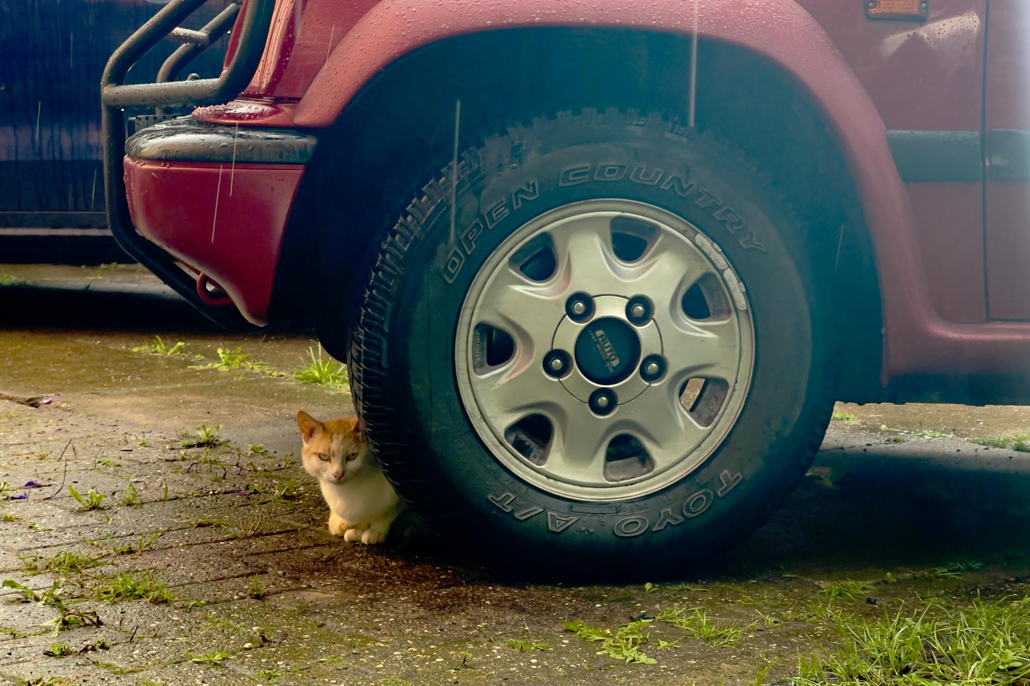 20250801 Suzi Quattro 0011